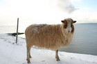 07-06-Sheep__Faroe_Islands_.jpg